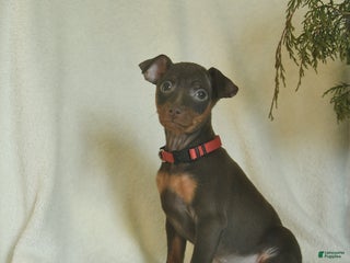 Miniature Pinscher dogs Lily - Ad 5