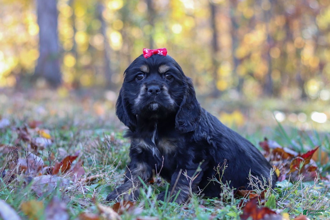 Cocker Spaniel dogs for sale: Willa - Ad 3