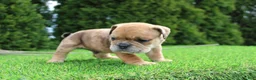 English Bulldog dogs for sale: Dash - Ad 2