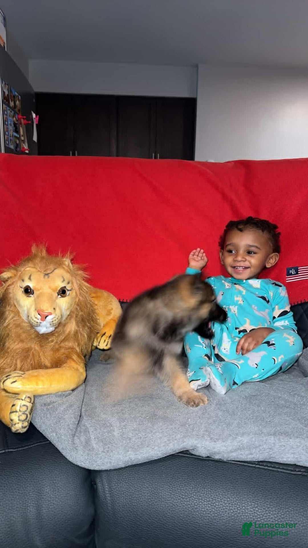 German Shepherd dogs for sale: German Shepherd Puppy 1 - Ad 7