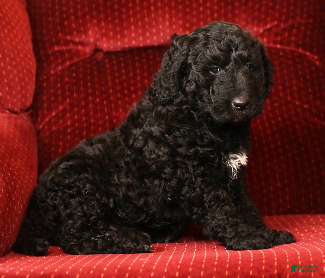 Goldendoodle dogs for sale: Zach - Ad 7