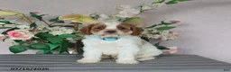 Cavapoo dogs for sale: Marlow - Ad 4