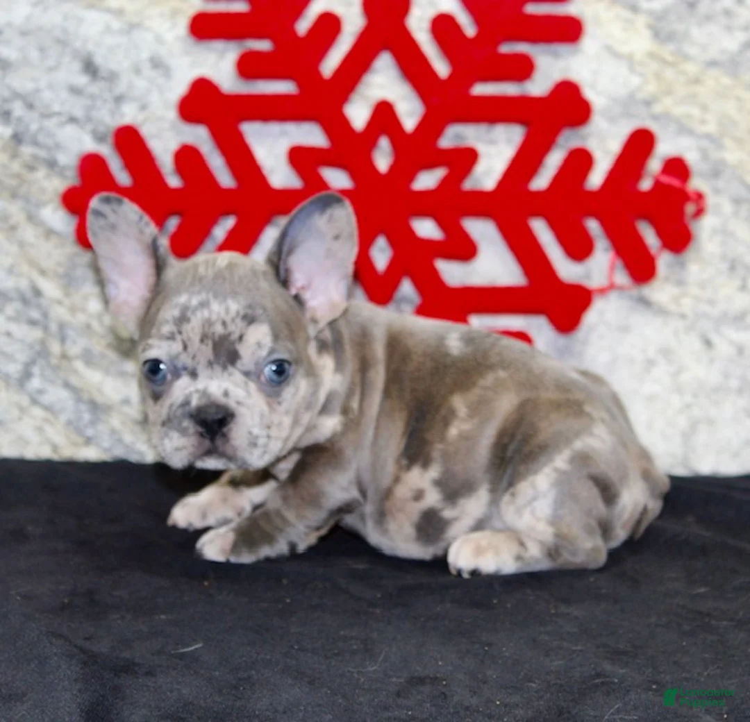 French Bulldog dogs for sale: Toby - Ad 4