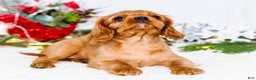 Cavalier King Charles Spaniel dogs for sale: Belle - Ad 9