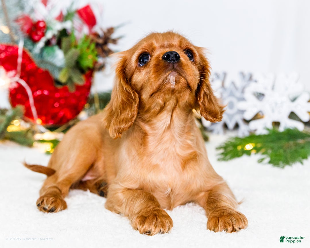 Cavalier King Charles Spaniel dogs for sale: Belle - Ad 9