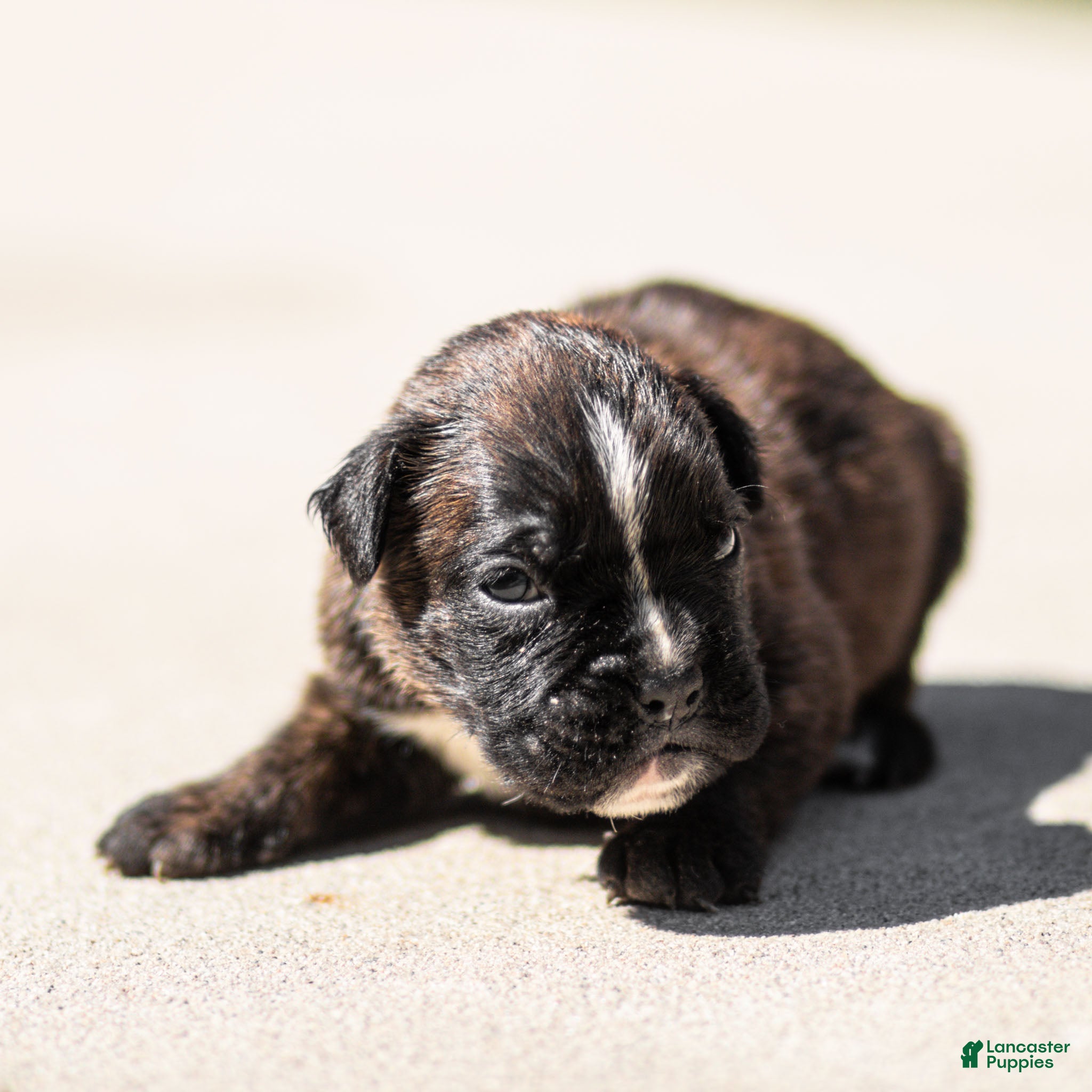 Boxer dogs Lonnie Boxer Puppy  - Ad 1