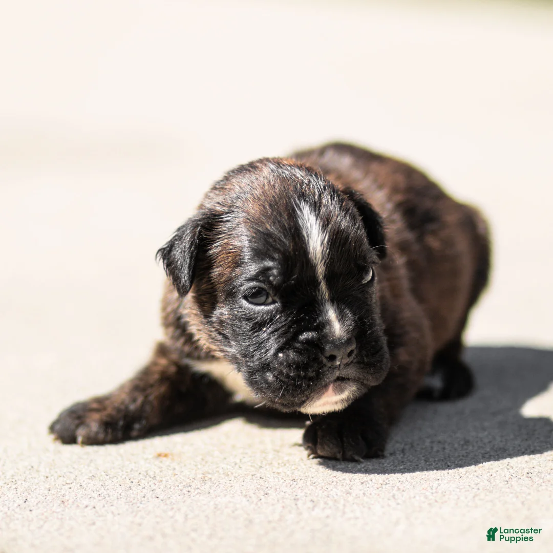 Boxer dogs for sale: Lonnie Boxer Puppy  - Ad 1