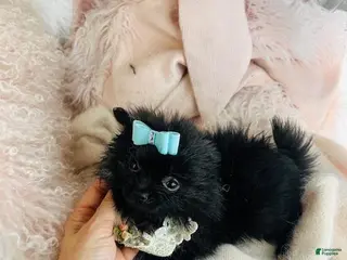 Pomeranian dogs Pomeranian Puppy 2 - Ad 9