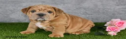 English Bulldog dogs for sale: Jerome - Ad 2