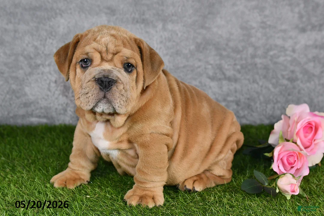 English Bulldog dogs for sale: Jerome - Ad 2