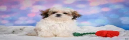 Malshi dogs for sale: Theo - Ad 11