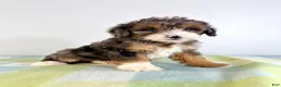 Bernedoodle dogs for sale: Rex - Ad 3