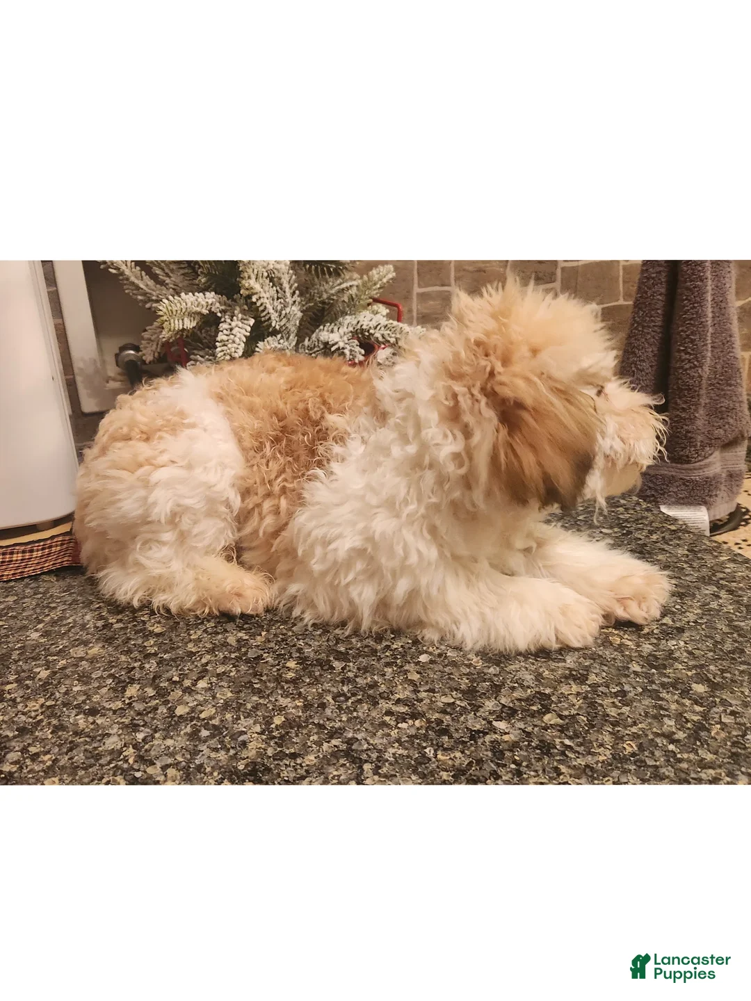 Miniature Poodle dogs for sale: Merdell - Ad 2