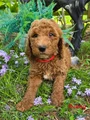 Goldendoodle Puppy 3