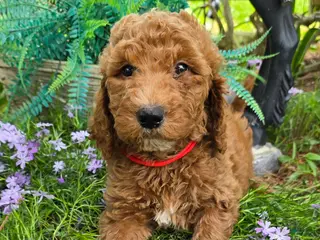 Goldendoodle dogs Goldendoodle Puppy 3 - Ad 39
