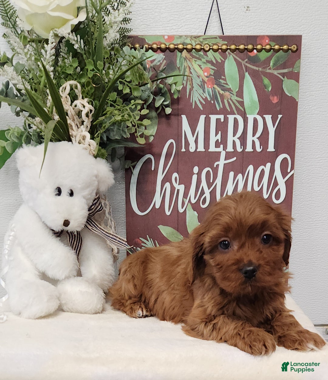 Cavapoo dogs for sale: Royce - Ad 5