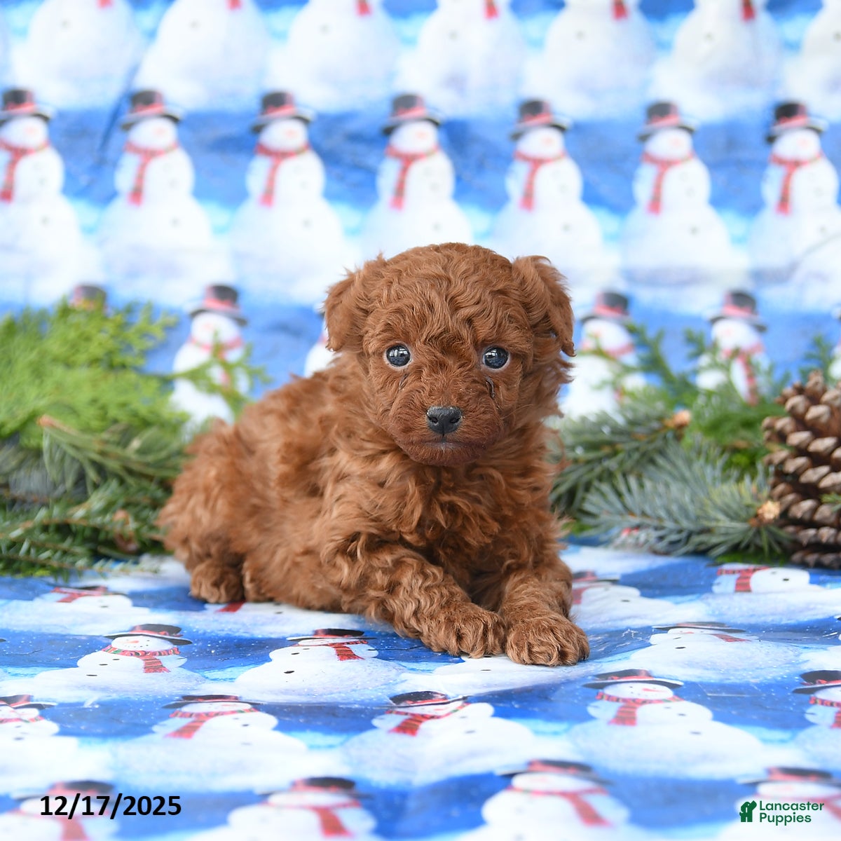 Miniature Poodle dogs Lux - Ad 28