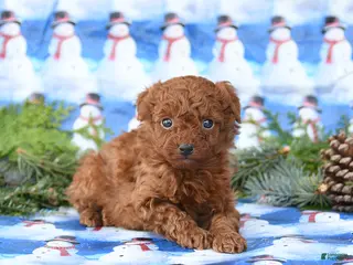 Miniature Poodle dogs Lux - Ad 24