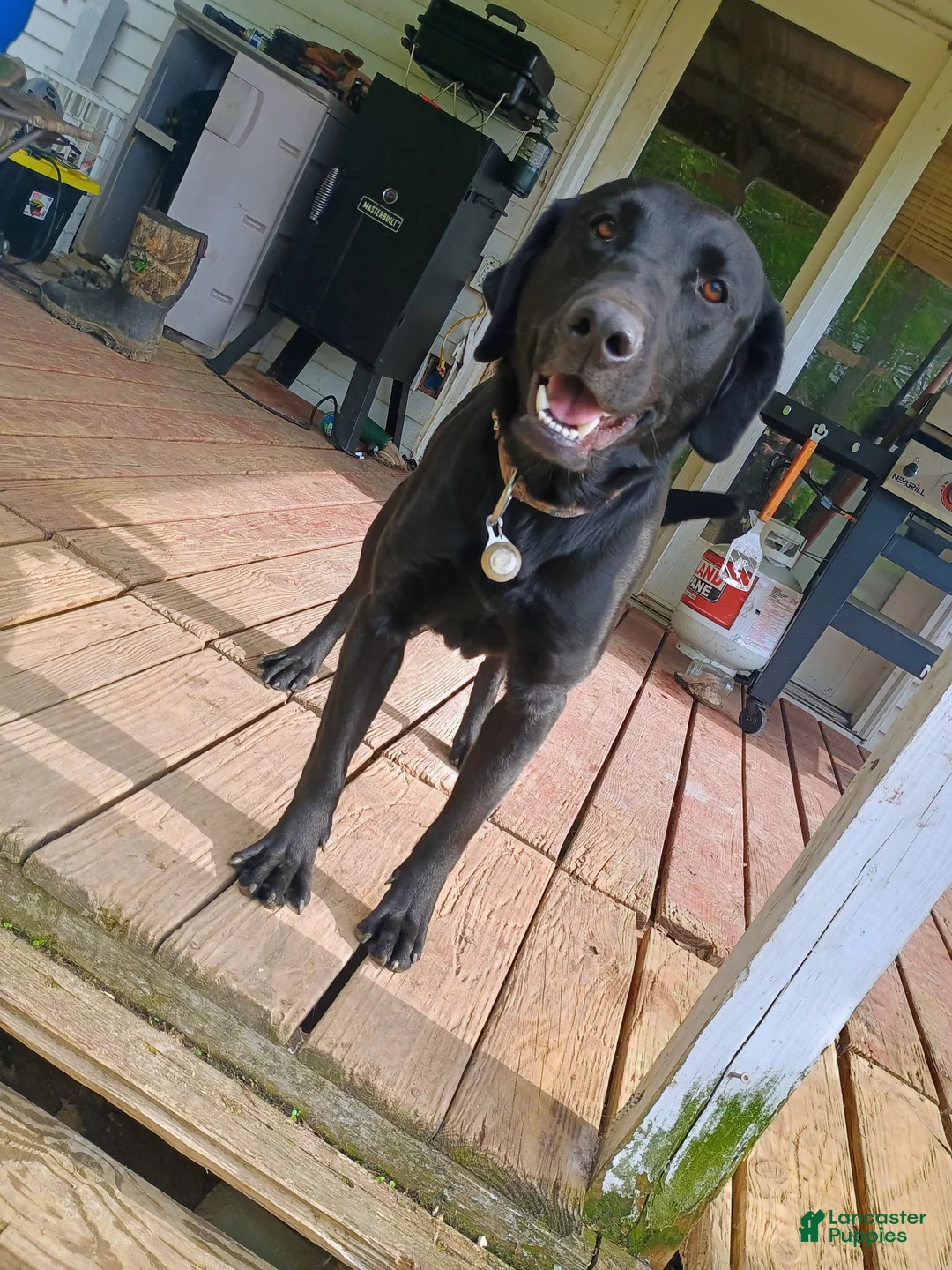 Labrador Retriever dogs for sale: Labrador Retriever Puppy 1 - Ad 1