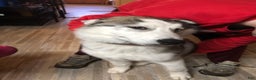 Siberian Husky dogs for sale: Siberian Husky  - Ad 1