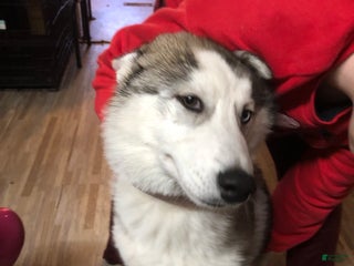 Siberian Husky dogs Siberian Husky - Ad 23