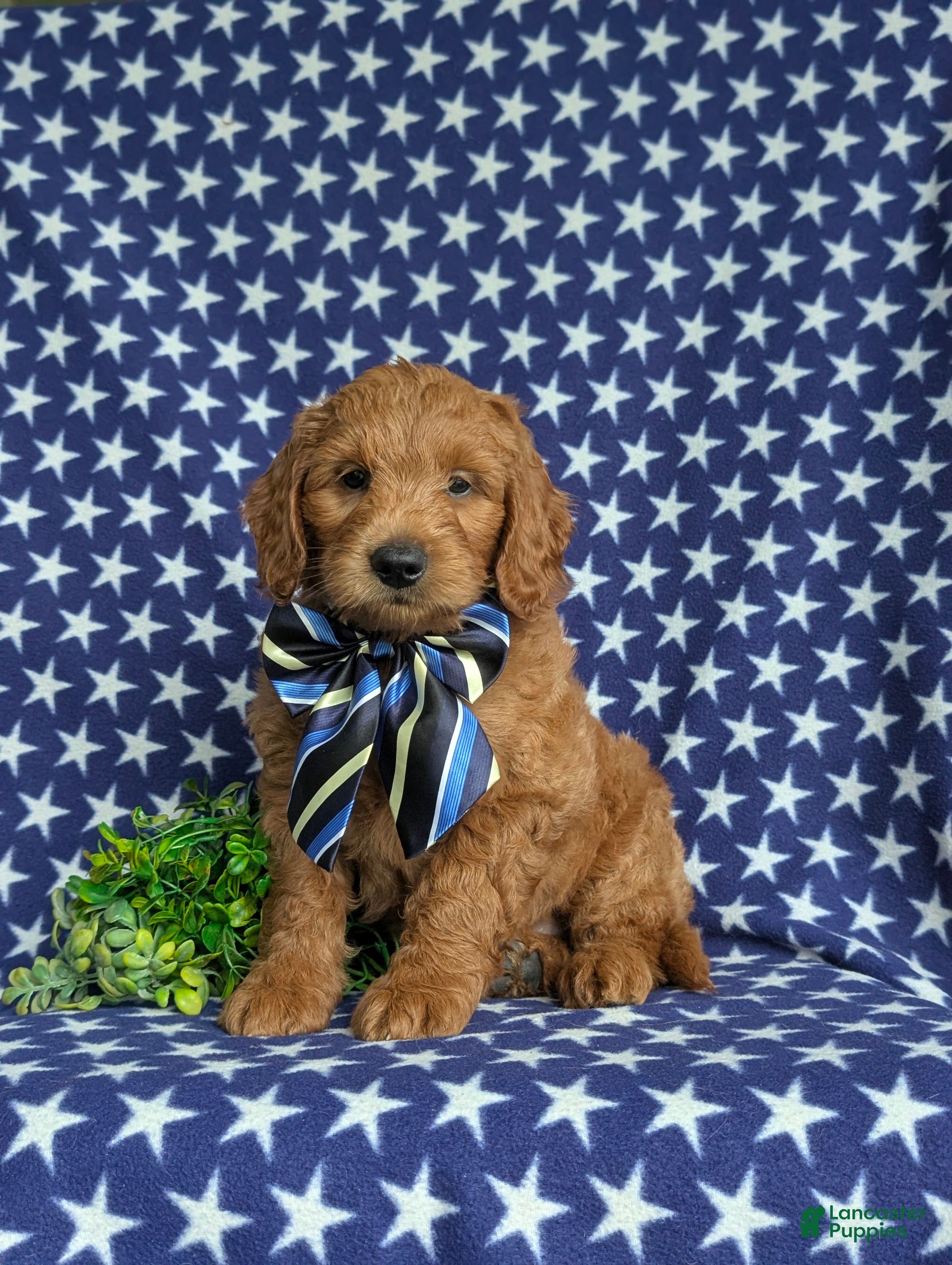 Mini Goldendoodle dogs Tyce Hypoallergenic - Ad 1