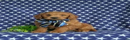 Mini Goldendoodle dogs for sale: Tyce Hypoallergenic - Ad 1