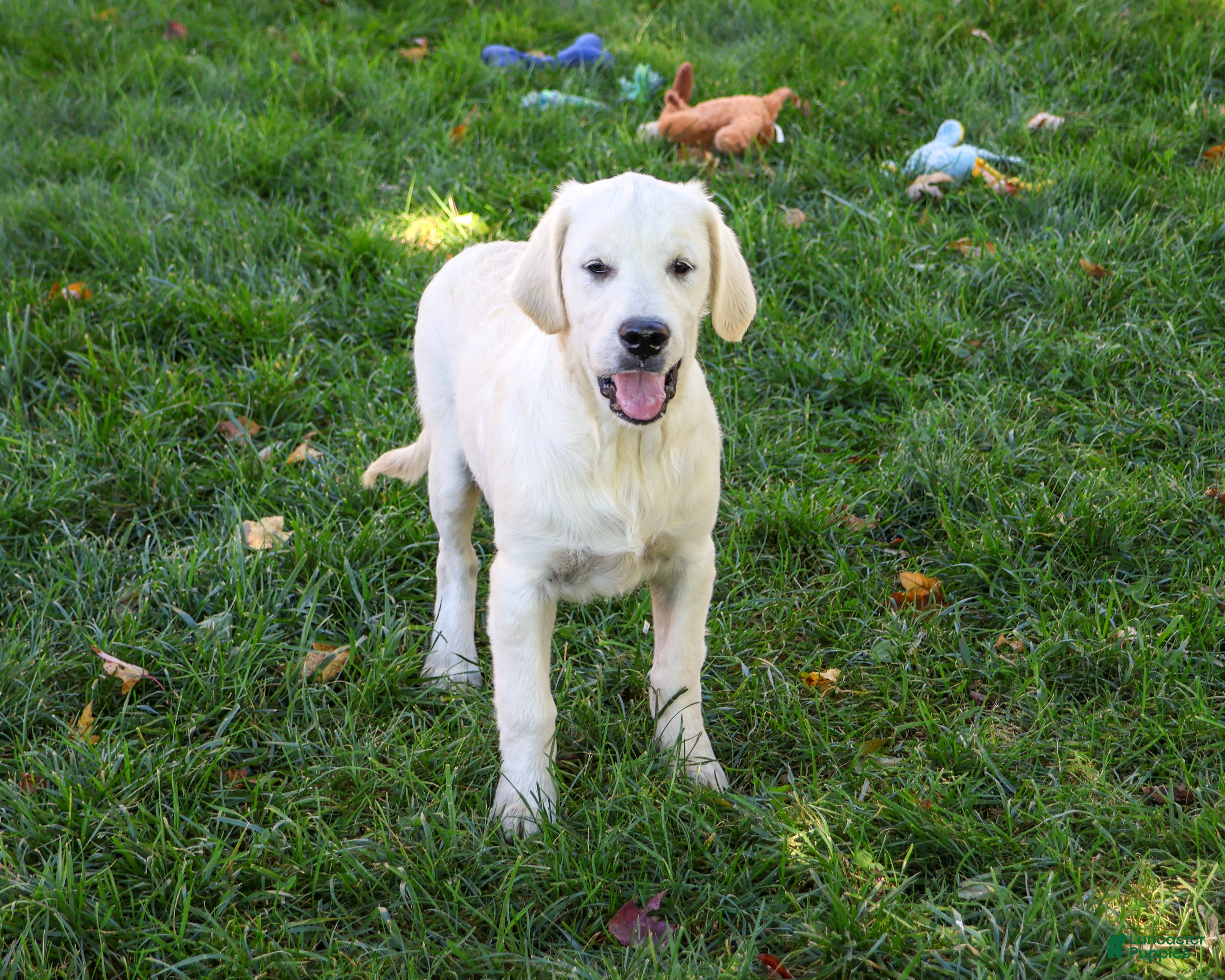 Golden Retriever dogs for sale: Turbo - Ad 2