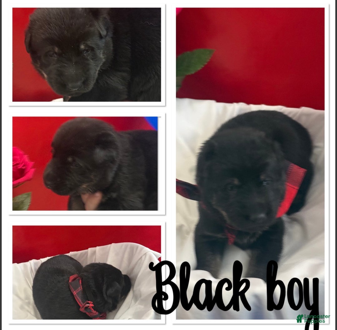 German Shepherd dogs for sale: Romeo - Ad 1