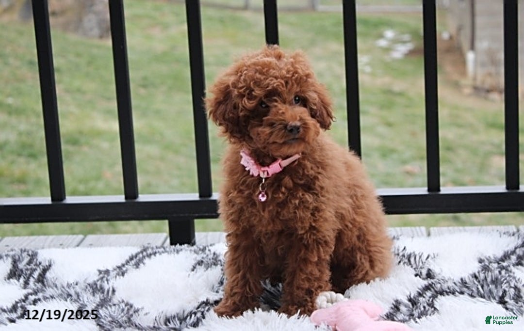 Toy Poodle dogs for sale: Paige - Ad 5