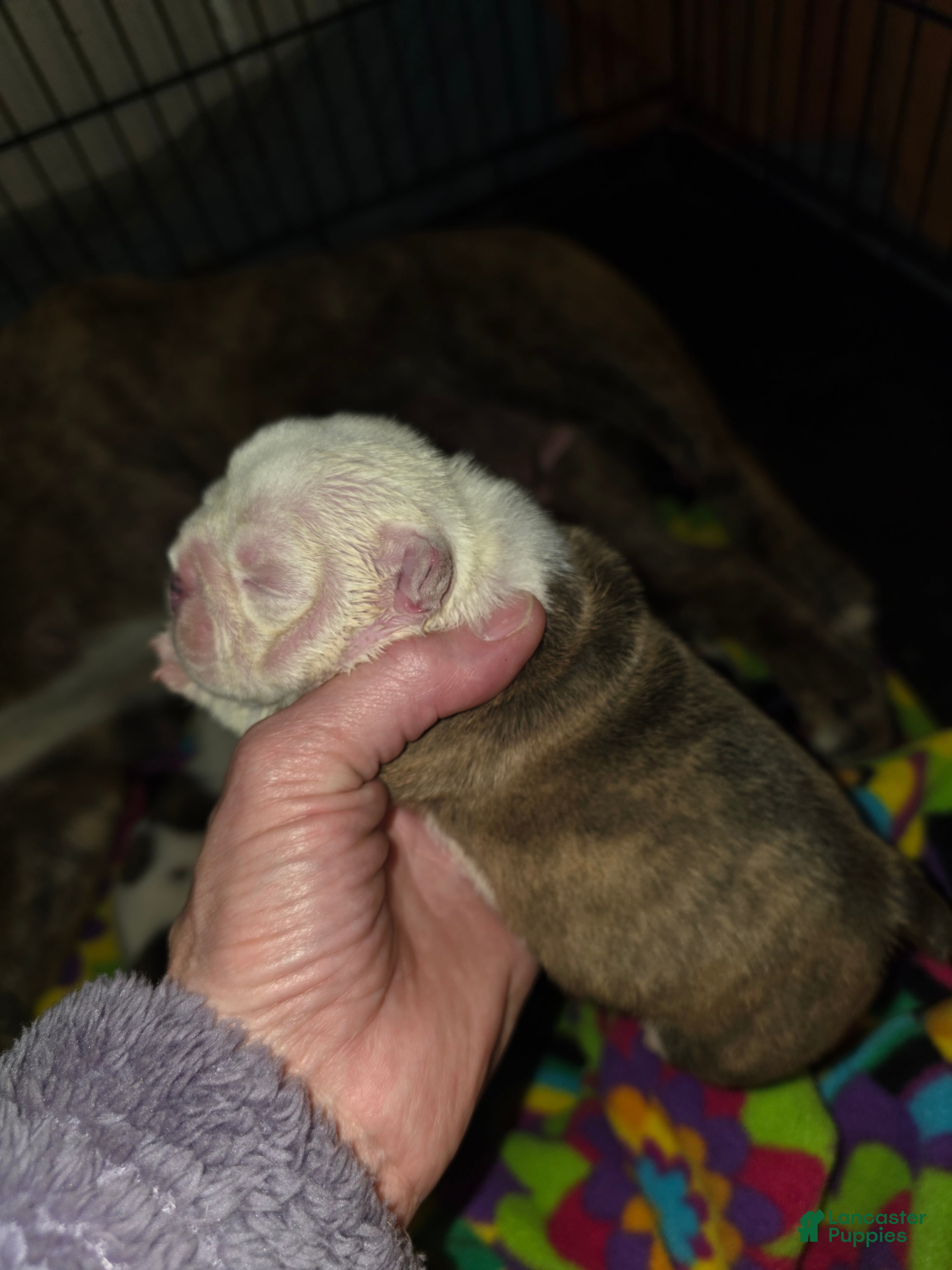 English Bulldog dogs Theona - Ad 3