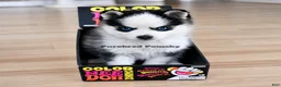 Pomsky dogs for sale: Tinker Micro Pomsky - Ad 4