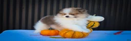 Pomeranian dogs for sale: Macey 🎀 - Ad 7