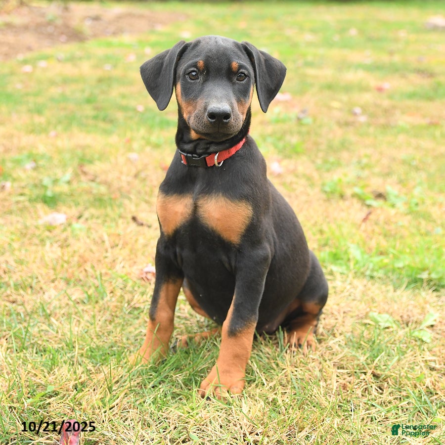 Doberman Pinscher Puppies for sale Lancaster Puppies