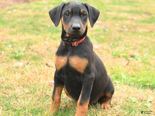 Doberman Pinscher dogs - Ad 17