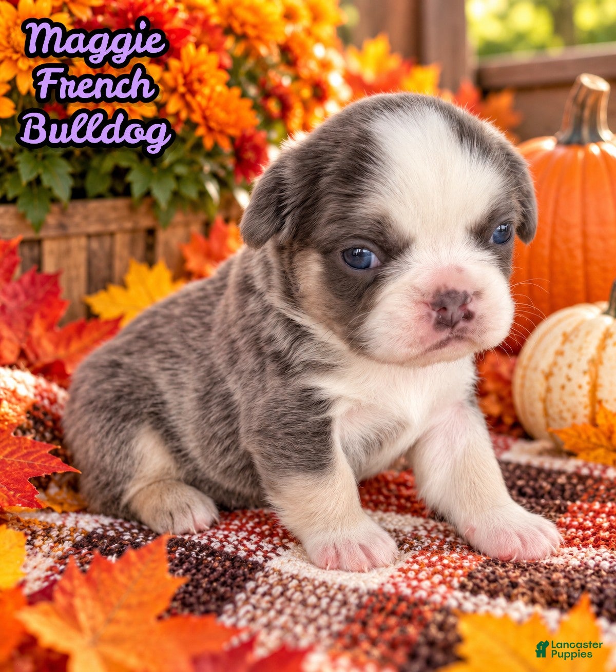 French Bulldog dogs for sale: Maggie Female AKC Fluffy French Bulldog - Ad 1