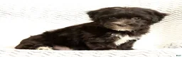 Yochon dogs for sale: Ollie - Ad 8
