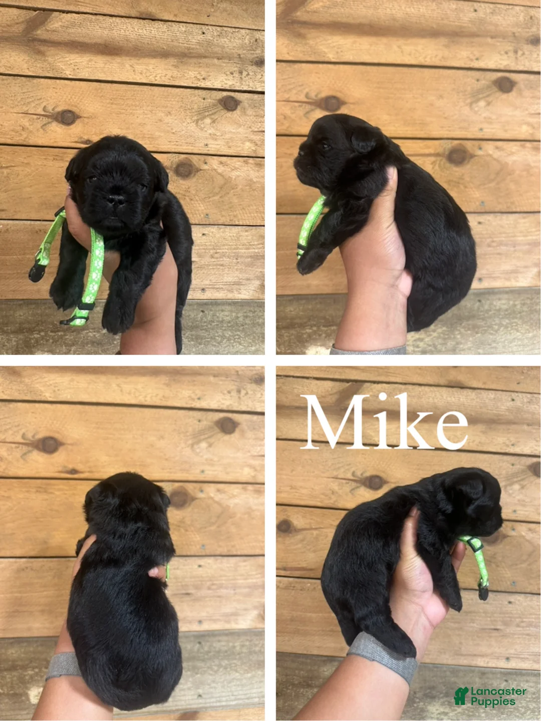 Mixed Breed dogs for sale: Mike - Ad 1