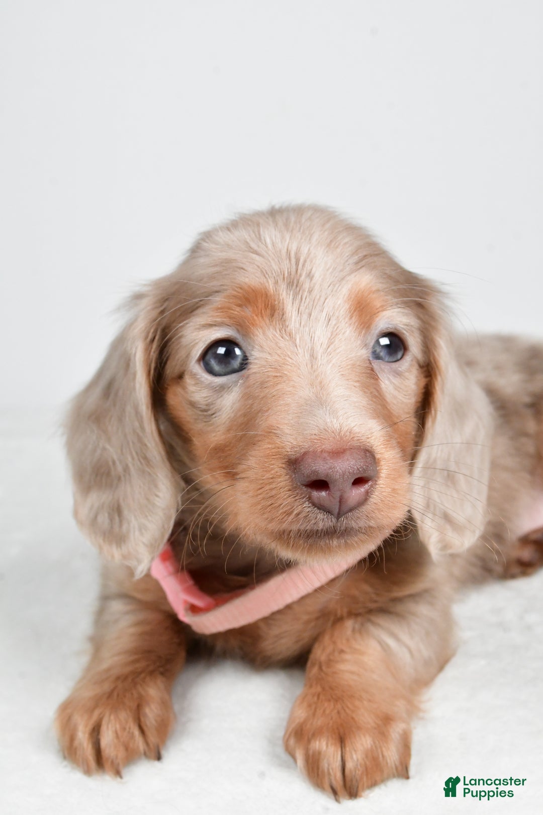 Miniature Dachshund dogs for sale: Asher - Ad 10