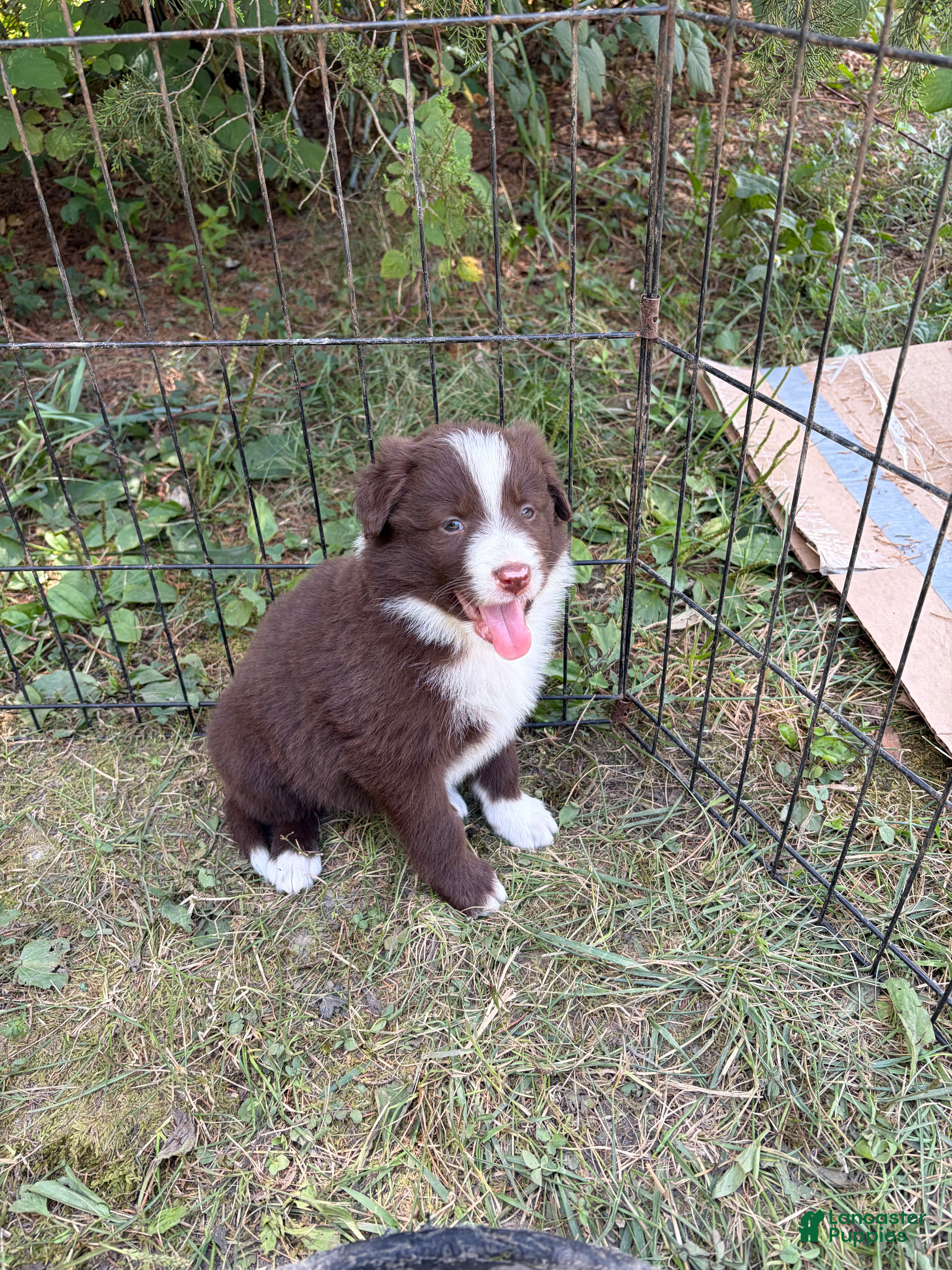 Border Collie dogs Skyla - Ad 2