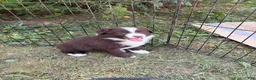 Border Collie dogs for sale: Skyla - Ad 2