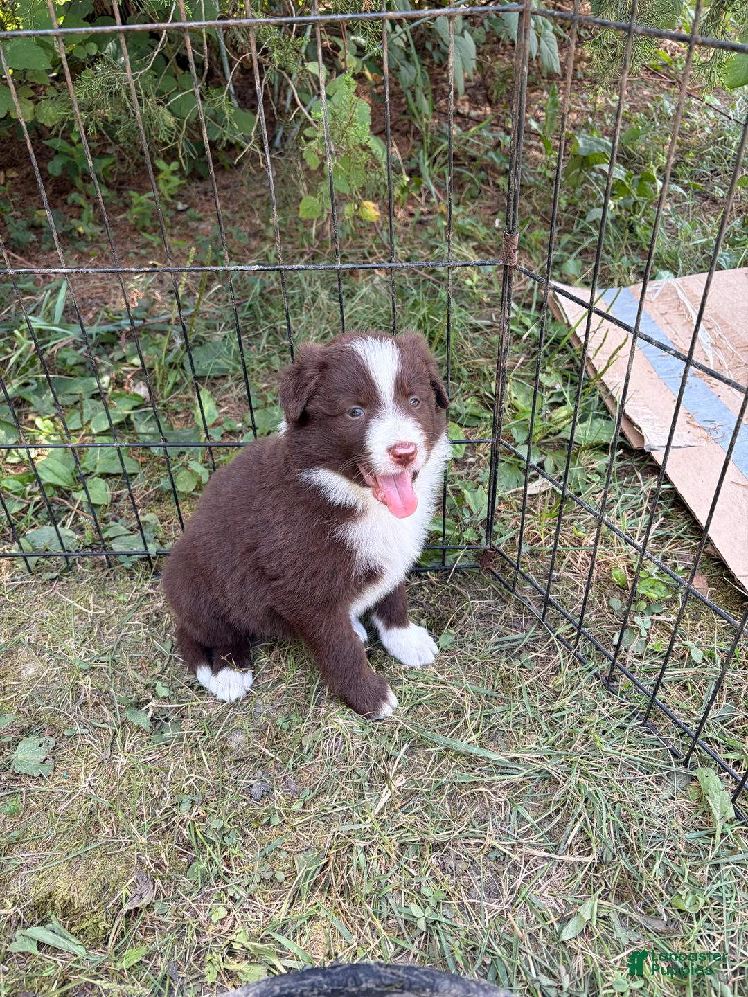 Border Collie dogs for sale: Skyla - Ad 2