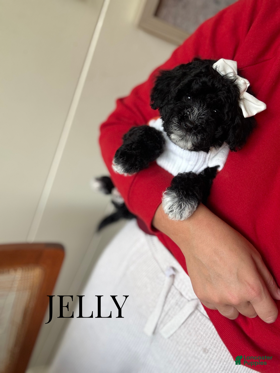Toy Poodle dogs for sale: Jelly - Ad 2
