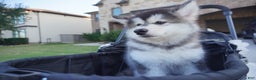 Alaskan Malamute dogs for sale: Dong Dong - Ad 6
