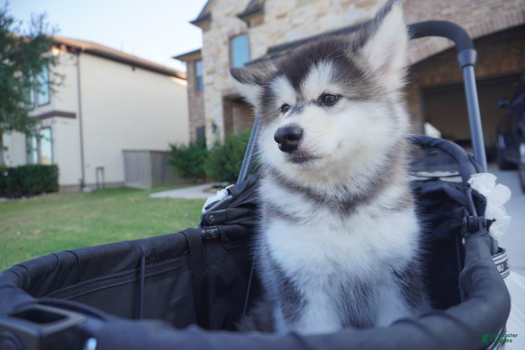 Alaskan Malamute dogs for sale: Dong Dong - Ad 6