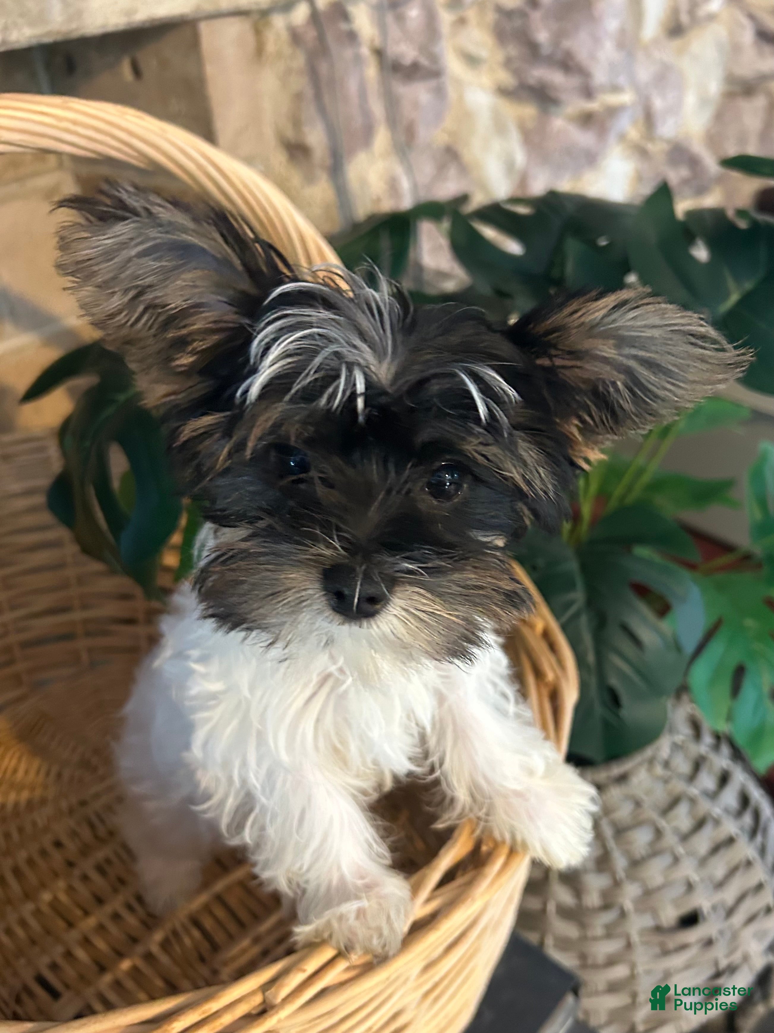 Yorkshire Terrier dogs Yorkshire Terrier Puppy 2 - Ad 31