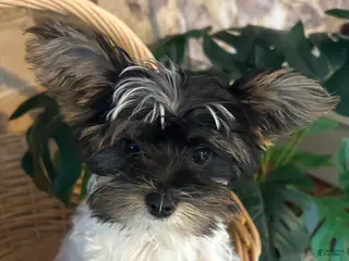 Yorkshire Terrier dogs Yorkshire Terrier Puppy 2 - Ad 31