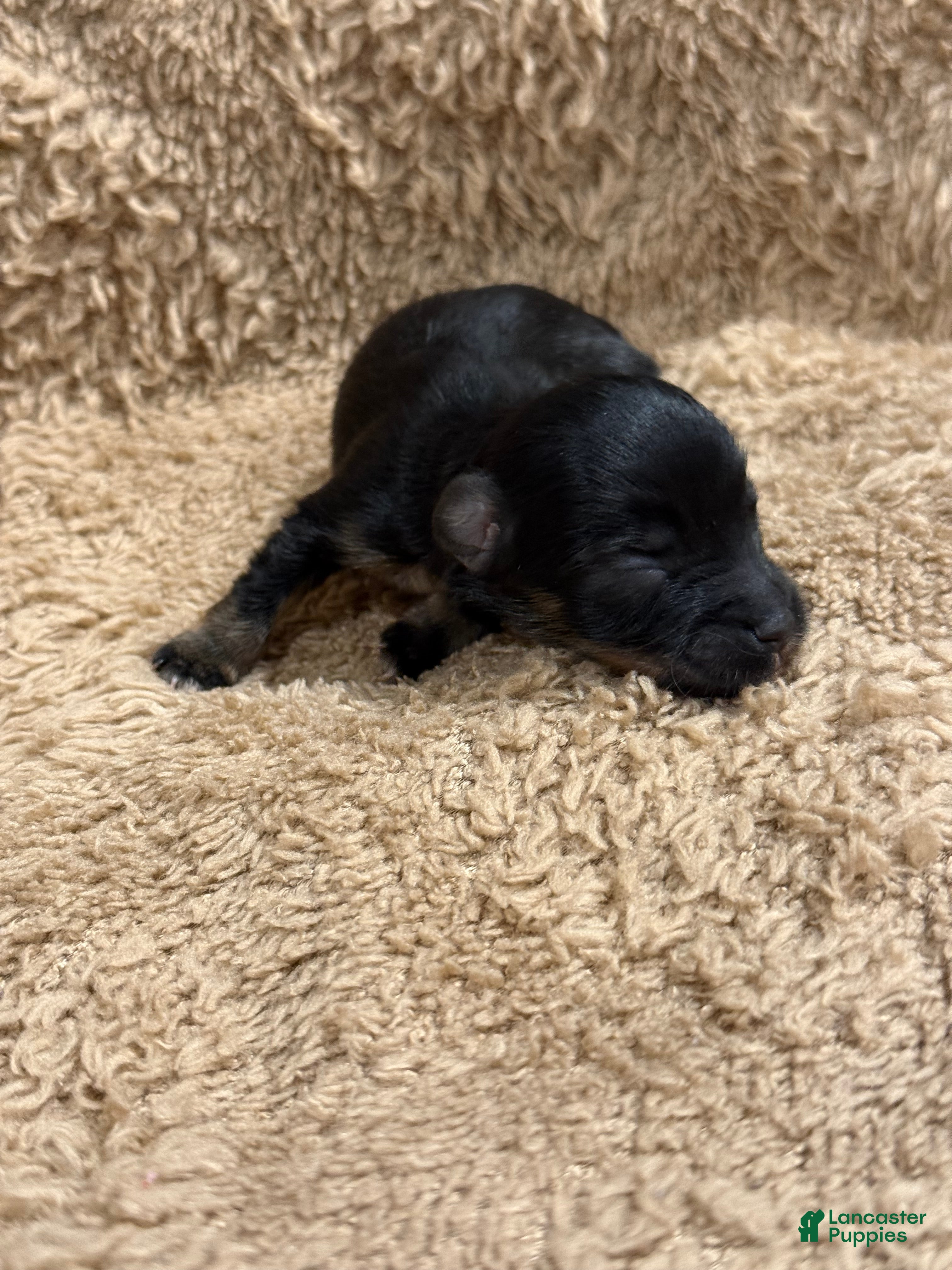 Miniature Schnauzer dogs for sale: Patsy - Ad 3