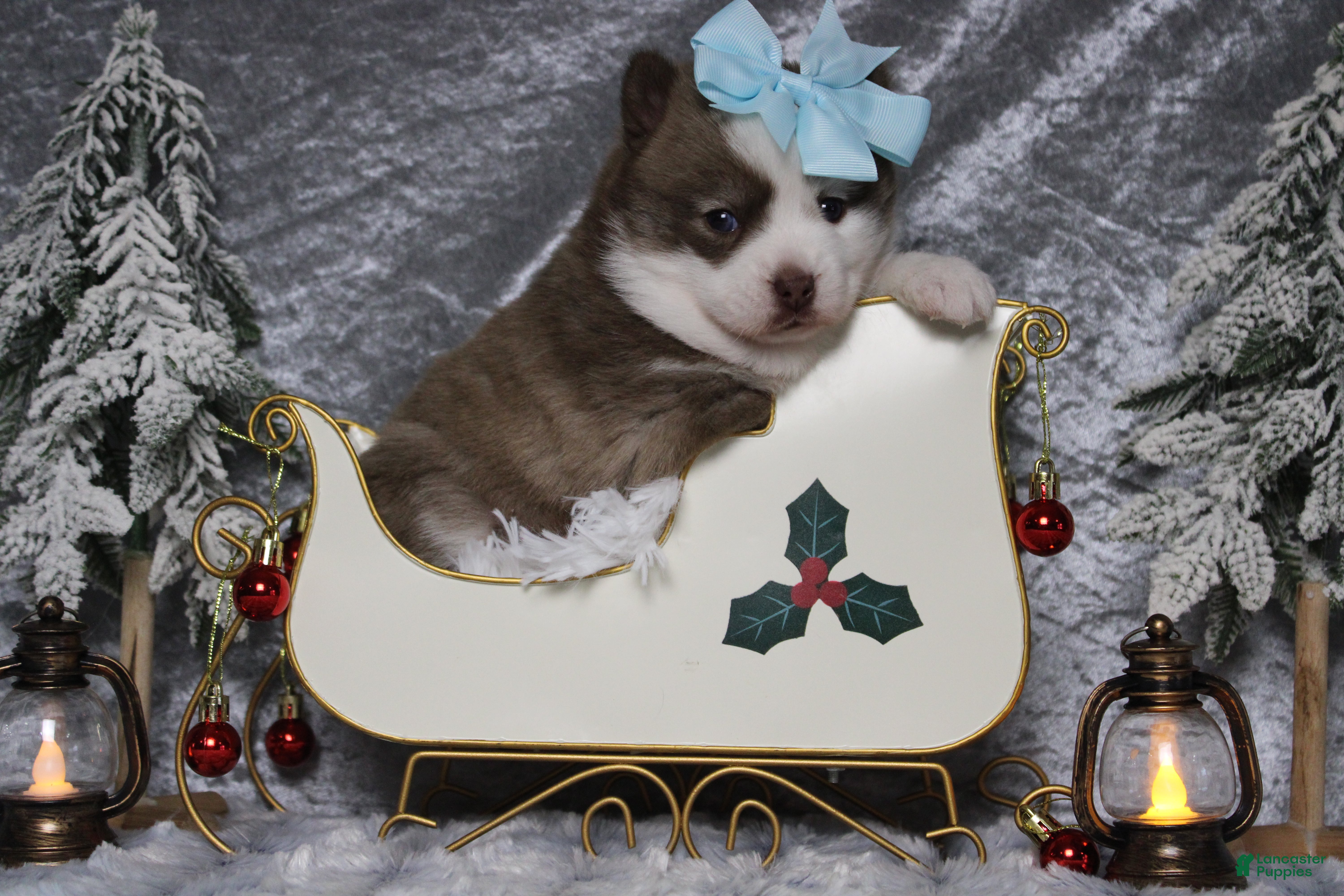 Pomsky dogs Denali  - Ad 13