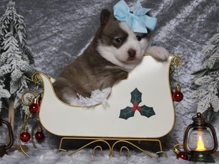 Pomsky dogs Denali - Ad 32